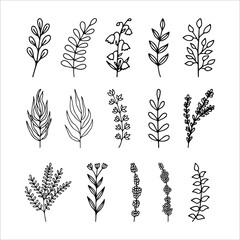 Hand drawn herbal, floral clipart collection. One line doodle vector set