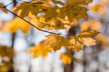 The background image is warm yellow, orange. The texture of autumn leaves. Natural, environmentally friendly natural background. A copy of the place for the text.