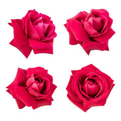 Red rose flowers isolated on transparent background