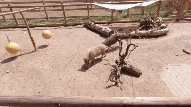 Little wild boars in the enclosure