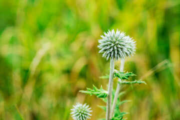 Echinops sphaerocephalus honey in the field closeup. A summer plant in the wild in a meadow