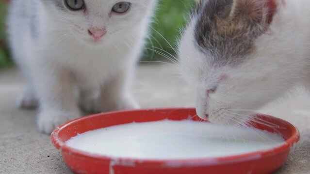 Kittens eat milk outdoors closeup
