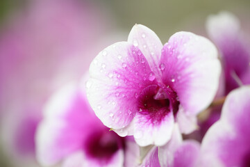 Fototapeta na wymiar Pink orchid flower macro closeup