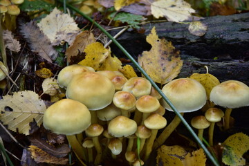 group of yellow mushrooms in autumn forest in Holland in De Deelen