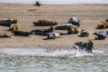 Fototapeta premium Phoques et veau de mer se prélassant sur le rivage en baie d'Authie en France