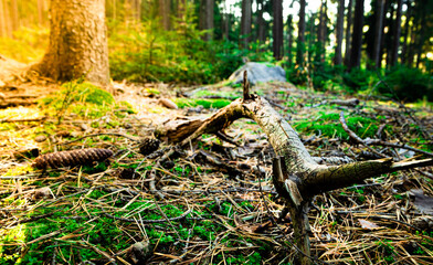 Calm cold morning in deep forest during sunrise