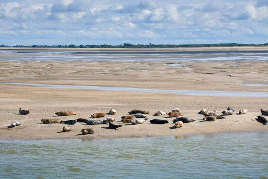 Phoques et veau de mer se pr&eacute;lassant sur le rivage en baie d'Authie en France