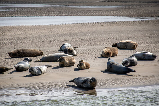 Phoques et veau de mer se pr&eacute;lassant sur le rivage en baie d'Authie en France