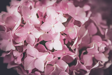 Fototapeta premium Fleur d'hortensia rose