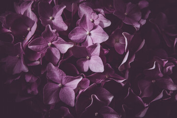 Fleur d'hortensia violette