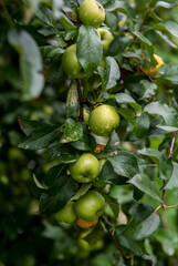 Many beautiful green apples on a tree branch after rain