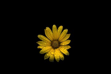 Closeup shot of a blooming wet yellow daisy flower on a black background
