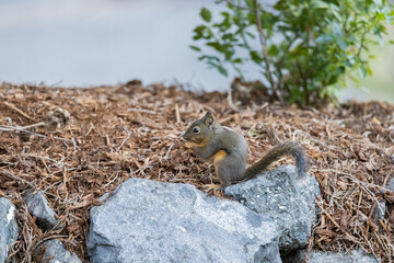 A Douglas squirrel perched on a rock and eating in Bremerton, Washington.