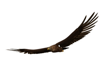 Golden Eagle soaring, 3D illustration isolated on transparent background.
