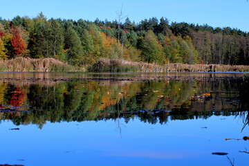Obraz premium Autumn forest lake