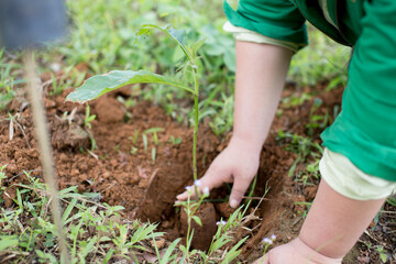 Plant a tree