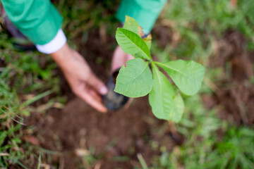 Plant a tree