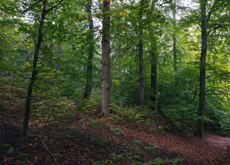 Herbststimmung Natur