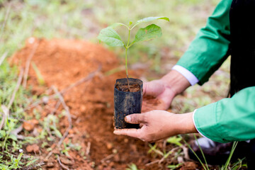 Plant a tree