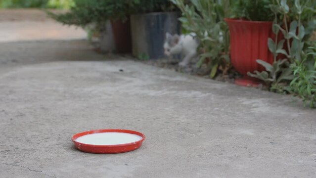 A plate of milk and kitten outdoors