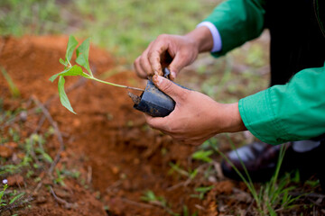 Plant a tree