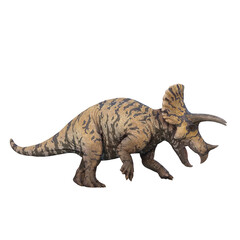 Triceratops dinosaur side view with mouth open. 3D illustration isolated on transparent background.