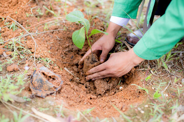 Plant a tree
