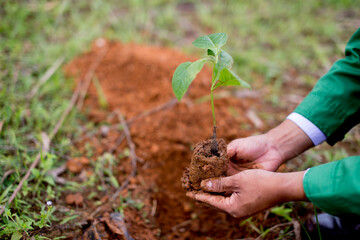 Plant a tree
