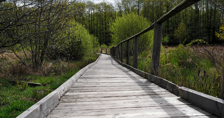 Wooden path leading through a forest in the Eifel region