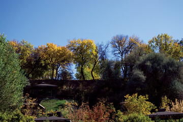 autumn in the woods, autumn in the forest, autumn in the park,