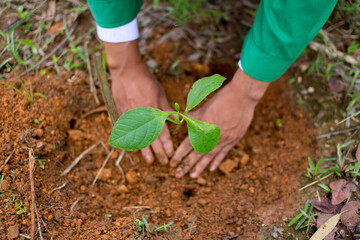 Plant a tree