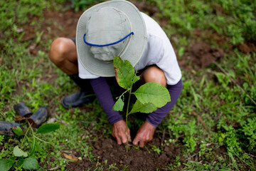 Plant a tree