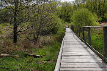 Wooden path leading through a forest in the Eifel region