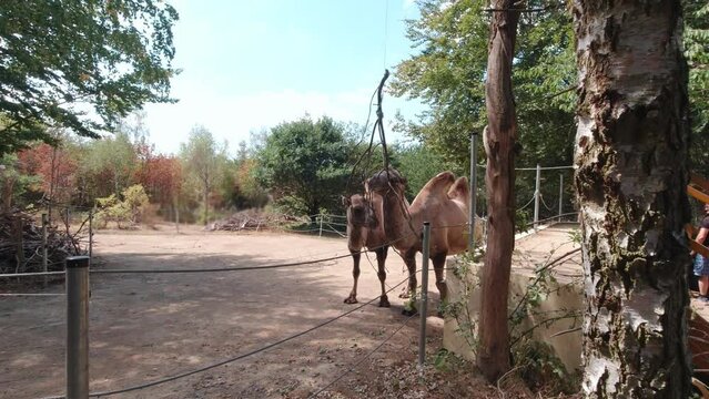 Camel eating branches slow motion in the forest