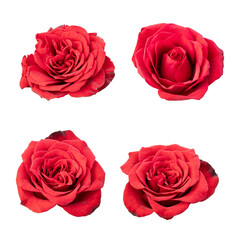 Red rose flowers isolated on transparent background