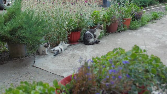 Family of cats playing in the yard plants