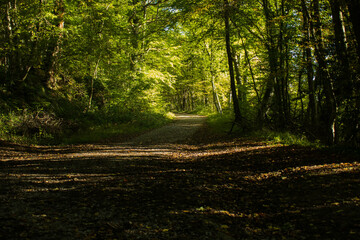 Obraz premium Petit sentier dans les bois un matin d'automne
