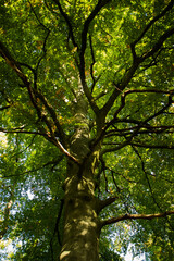 Fototapeta premium Arbre vu d'n bas dans la fôret