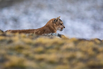 Puma walking in mountain environment, Torres del Paine National Park, Patagonia, Chile.