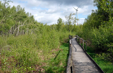 Wooden path leading through a forest in the Eifel region with a wind turbine in the background