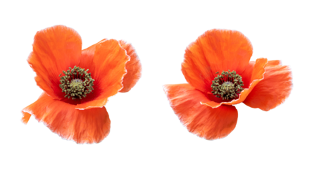 Red orange poppy flowers isolated on transparent background