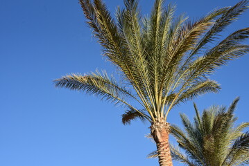 Obraz na płótnie Canvas palm trees against sky