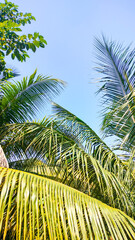 Rich Green Coconut Palm Tree Leaf and Clean Blue Sky. Palm Leaf Pattern. Vacation Mood and Wallpaper	