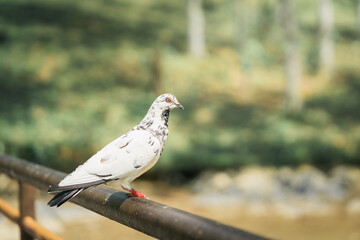 white pigeon with black spot
