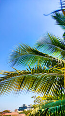 Fototapeta premium coconut palm tree and blue sky. Wallpaper with palm leaf and sky. Travels and vocation. Relax and Paradise.