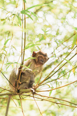 young monkey hanging on bamboo branches found in Malaysia