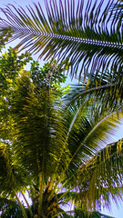 Rich Green Coconut Palm Tree Leaf and Clean Blue Sky. Palm Leaf Pattern. Vacation Mood. Wallpaper and background with palm leaf. Paradise and Relax. 