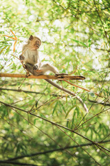 young monkey hanging on bamboo branches found in Malaysia