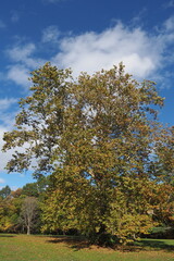 Fototapeta na wymiar Beautiful blue skies behind the tree in early autumn.