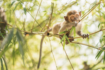 young monkey hanging on bamboo branches found in Malaysia
